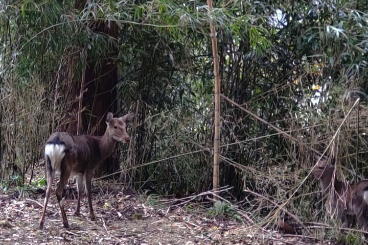 熊野古道にある素泊まり旅館